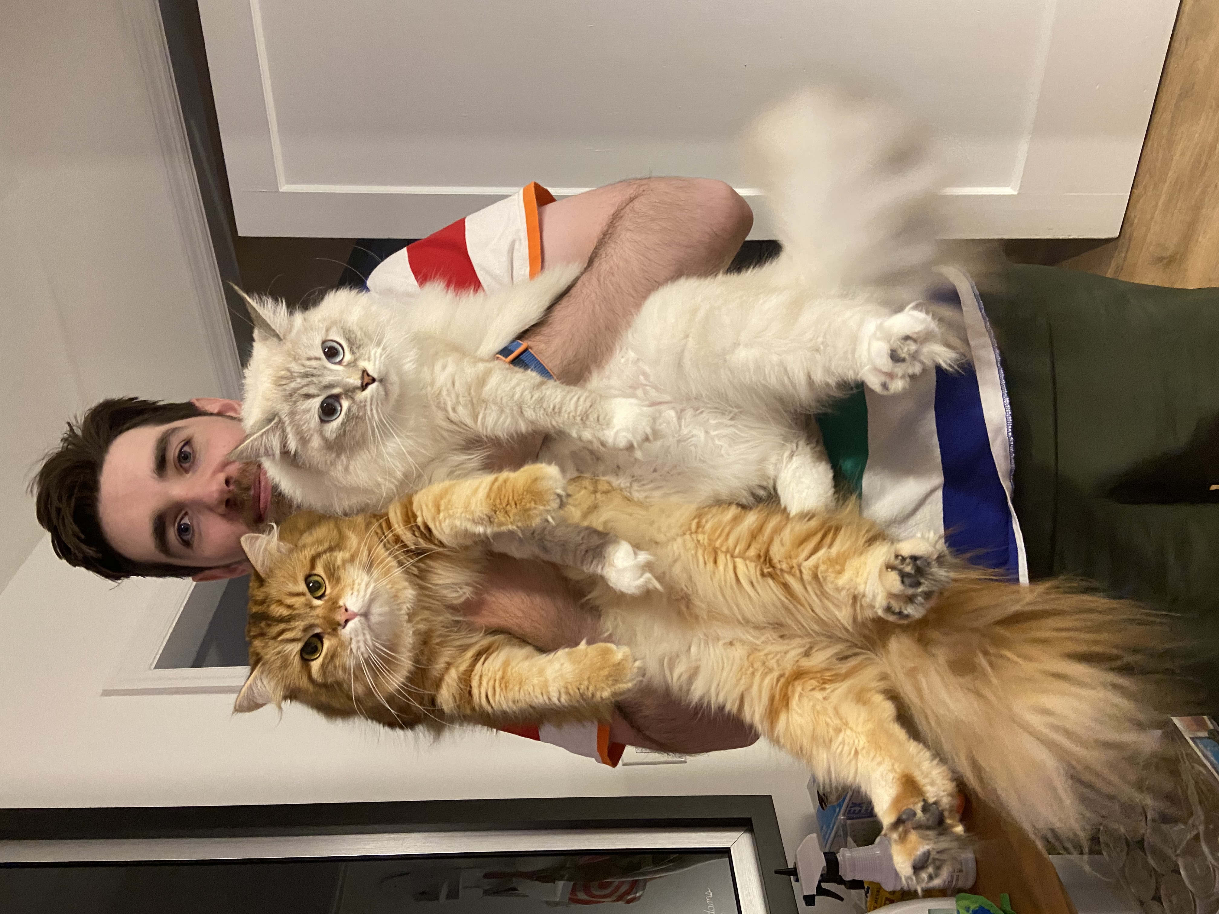 Cat Picture